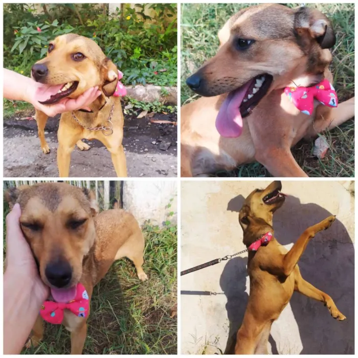 Cachorro ra a Srd idade 7 a 11 meses nome Kiara