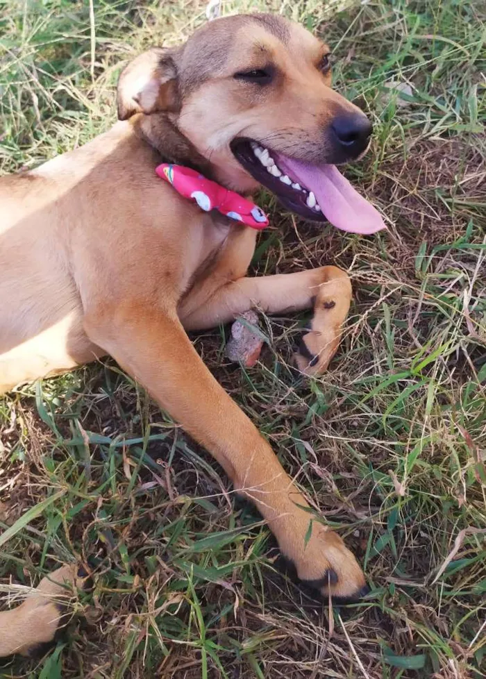 Cachorro ra a Srd idade 7 a 11 meses nome Kiara