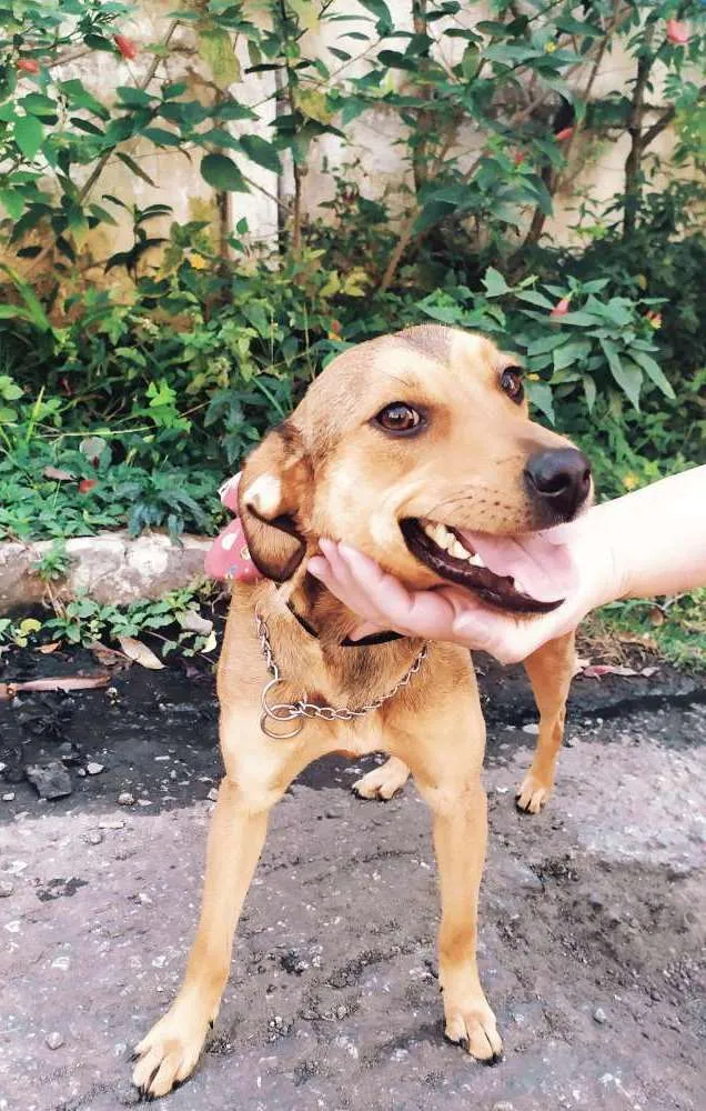Cachorro ra a Srd idade 7 a 11 meses nome Kiara