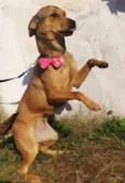 Kiara