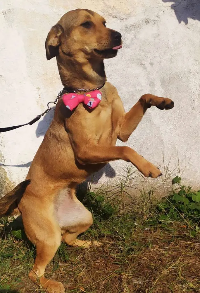 Cachorro ra a Srd idade 7 a 11 meses nome Kiara