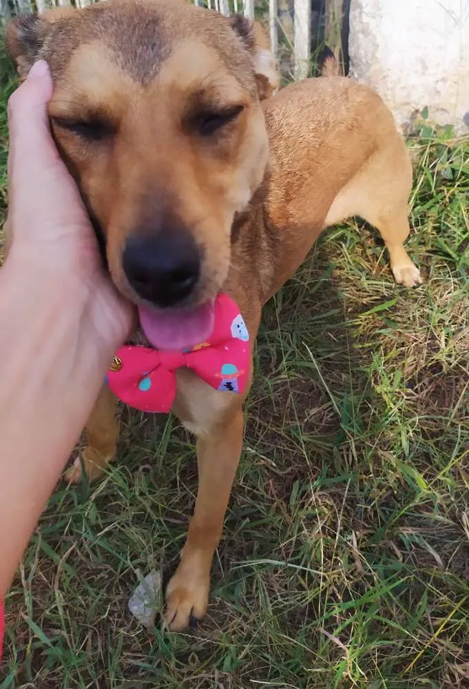 Cachorro ra a Srd idade 7 a 11 meses nome Kiara