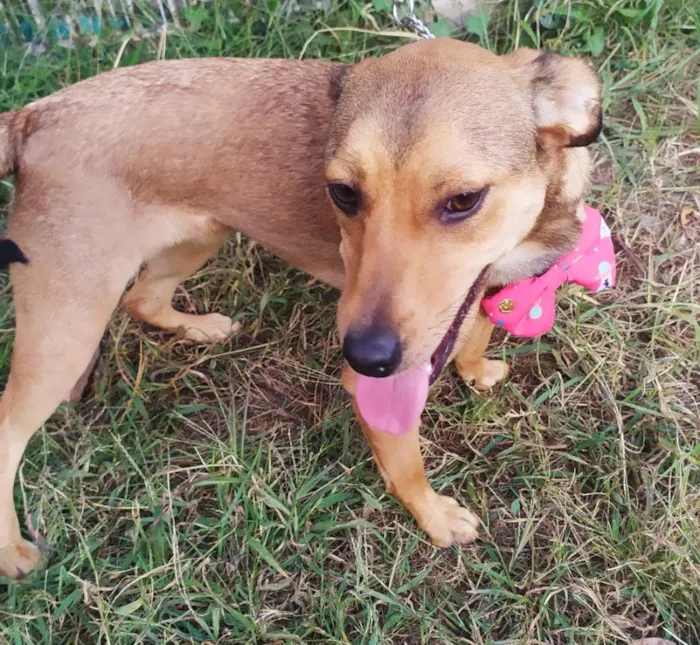 Cachorro ra a Srd idade 7 a 11 meses nome Kiara