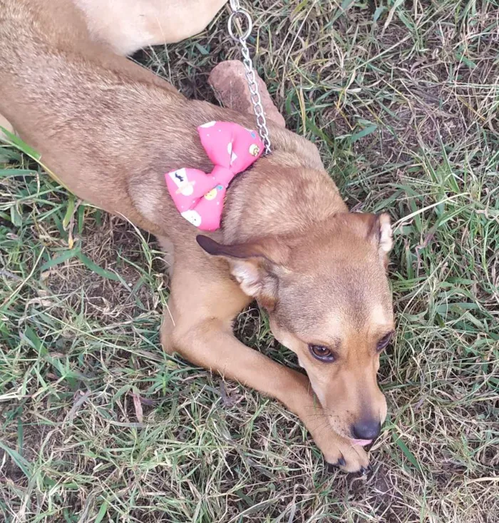 Cachorro ra a Srd idade 7 a 11 meses nome Kiara
