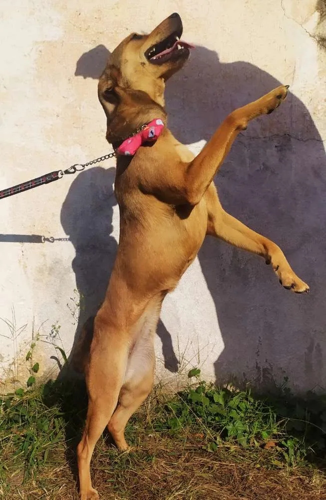 Cachorro ra a Srd idade 7 a 11 meses nome Kiara