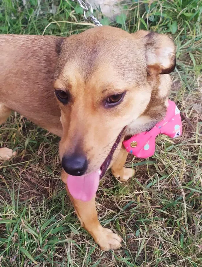 Cachorro ra a Srd idade 7 a 11 meses nome Kiara