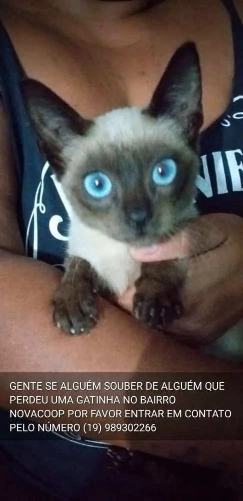 Gato raça Siamesa  idade 2 a 6 meses nome Sem nome