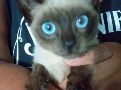 Gato raça Siamesa  idade 2 a 6 meses nome Sem nome