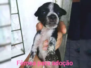 Cachorro raça Srd idade Abaixo de 2 meses nome Filhote