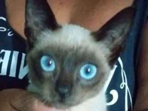 Gato raça Siamesa  idade 2 a 6 meses nome Sem nome