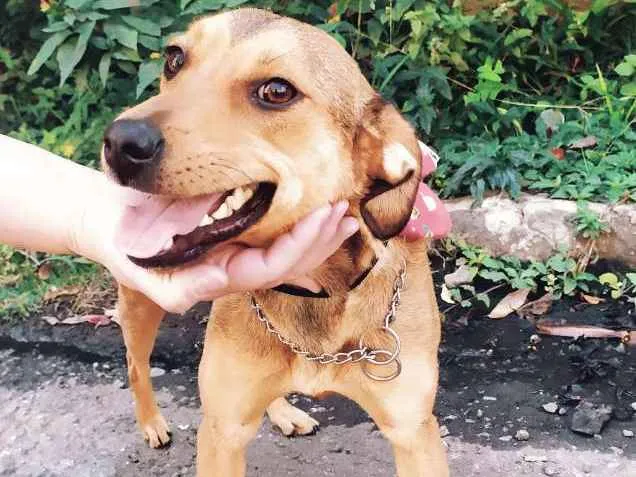 Cachorro ra a Srd idade 7 a 11 meses nome Kiara