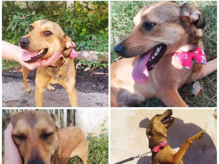 Cachorro ra a Srd idade 7 a 11 meses nome Kiara