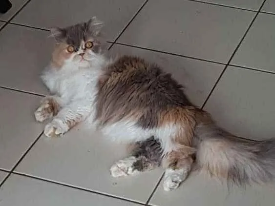 Gato ra a Persa idade 2 anos nome Lili