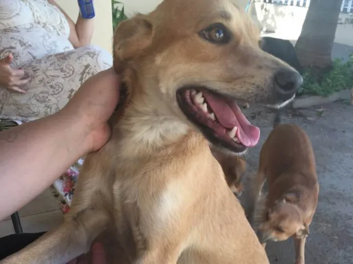 Cachorro ra a SRD idade 3 anos nome Amarelinho 