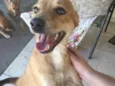 Amarelinho 