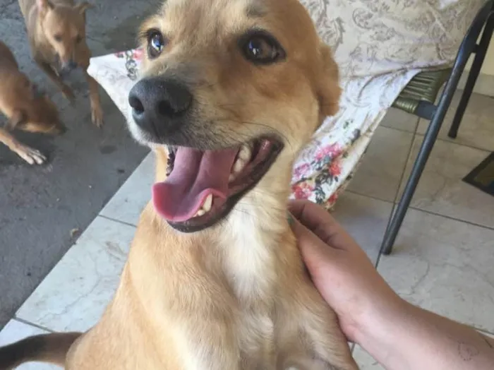 Cachorro ra a SRD idade 3 anos nome Amarelinho 