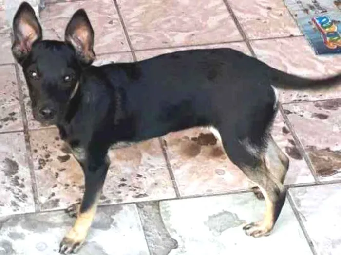Cachorro ra a SRD idade 2 a 6 meses nome Simba