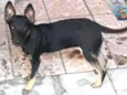 Simba