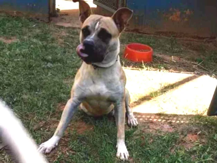 Cachorro ra a American terrier  idade 2 anos nome Thor