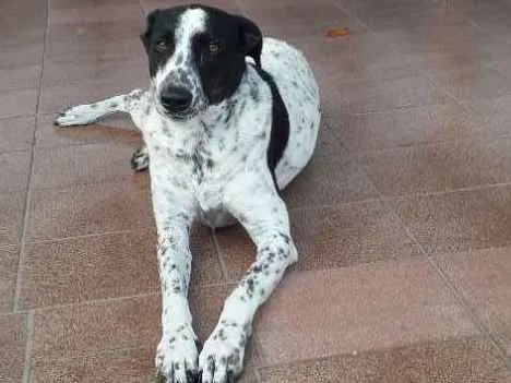 Cachorro ra a Parecido com dálmata  idade 5 anos nome Luna