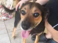 Pipoca