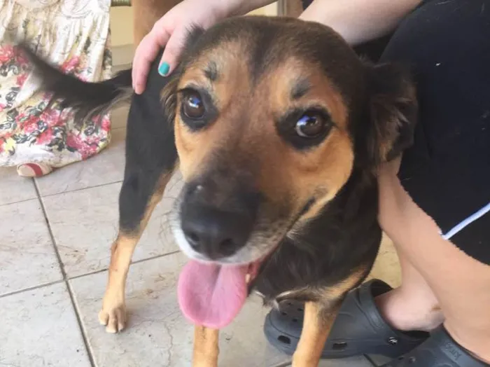 Cachorro ra a SRD idade 3 anos nome Pipoca