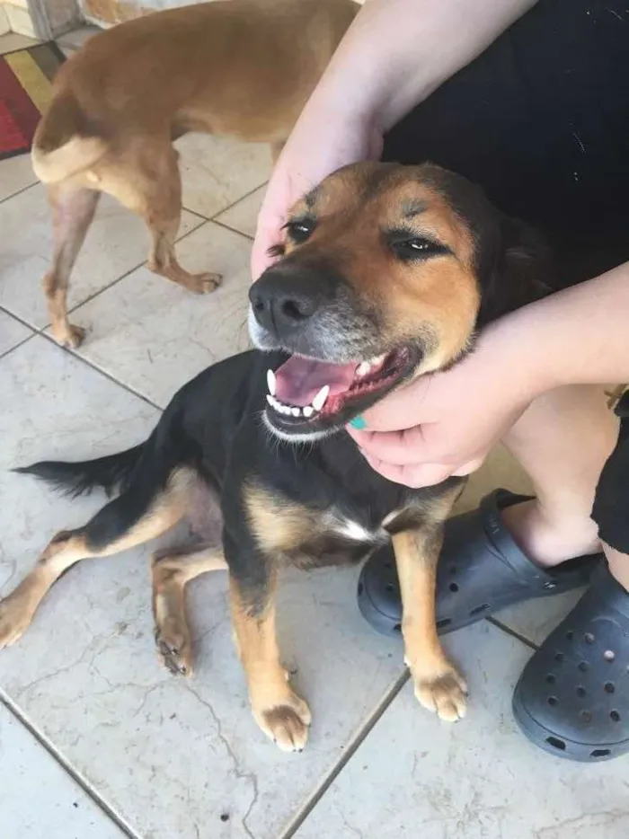Cachorro ra a SRD idade 3 anos nome Pipoca