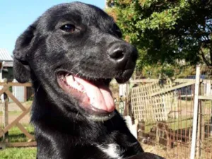 Cachorro raça SRD idade 7 a 11 meses nome Bombom