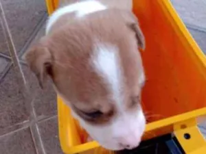 Cachorro raça Vira lata idade 2 a 6 meses nome Willy