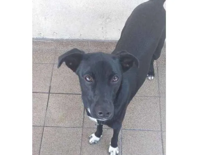 Cachorro ra a Vira lata idade 1 ano nome Luna