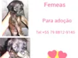 Filhotes