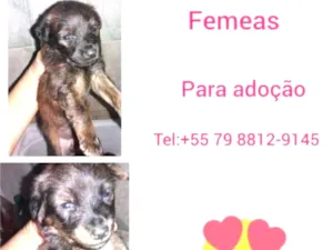 Cachorro raça Srd idade 2 a 6 meses nome Filhotes