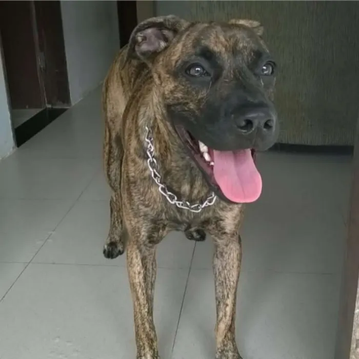 Cachorro ra a Fila idade 4 anos nome Lathifa 