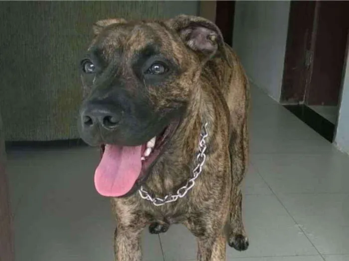 Cachorro ra a Fila idade 4 anos nome Lathifa 