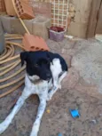 Pitocu