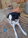 Pitocu