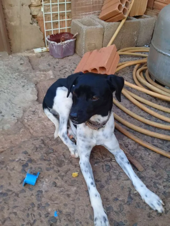 Cachorro raça Vira lata idade 2 anos nome Pitocu
