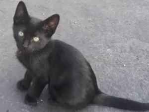 Gato raça S/D idade 2 a 6 meses nome Belinho