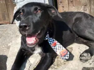 Cachorro raça srd idade 7 a 11 meses nome Romeu e Bartho