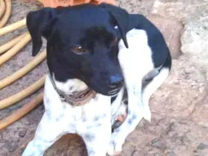 Cachorro raça Vira lata idade 2 anos nome Pitocu