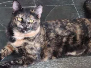 Gato raça SRD idade 1 ano nome Luna!