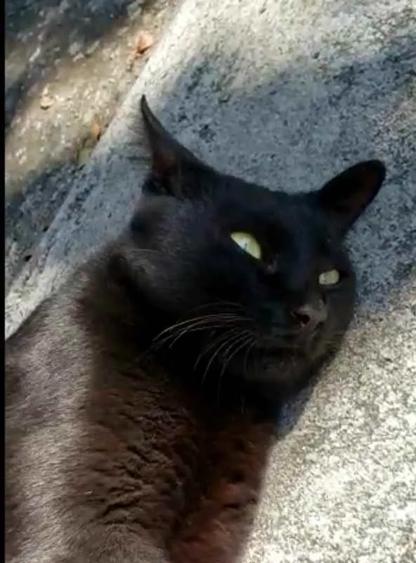 Gato ra a SRD idade 1 ano nome Jamie e Claire