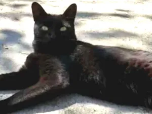 Gato raça SRD idade 1 ano nome Jamie e Claire