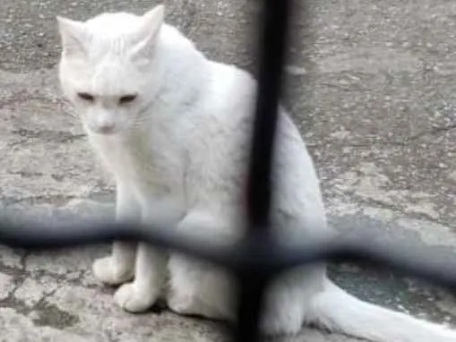 Gato ra a SRD idade 1 ano nome Jamie e Claire