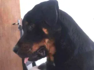 Cachorro raça Routtwaler  idade 2 anos nome Airon