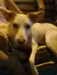 Toby