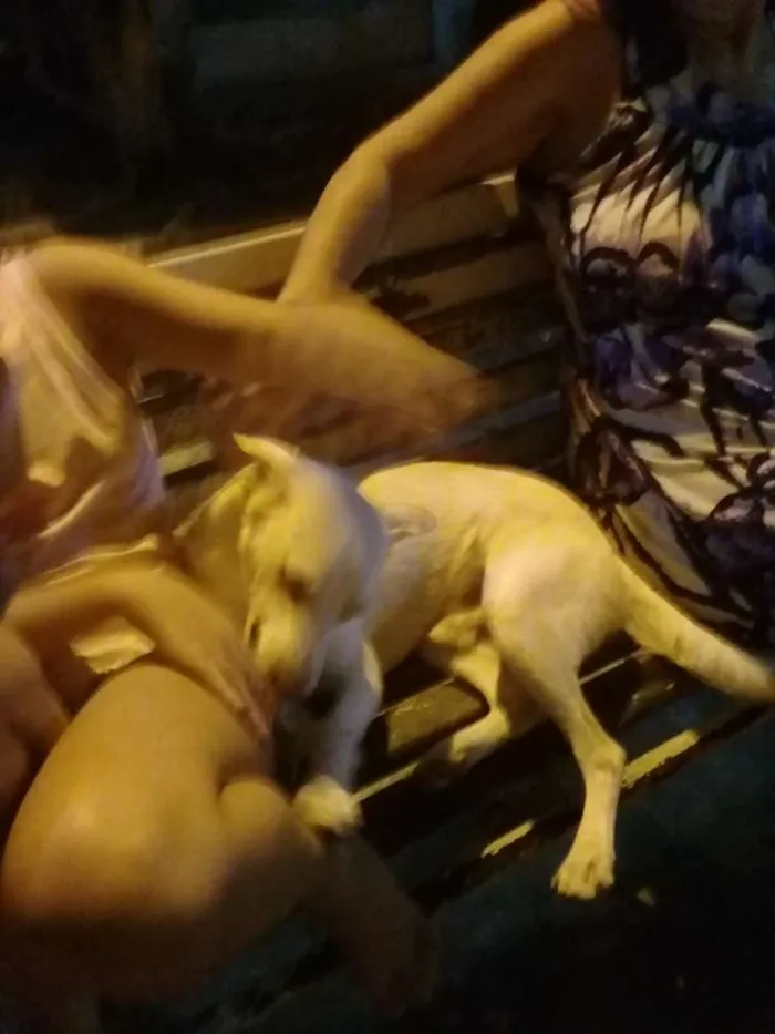 Cachorro ra a srd idade 2 a 6 meses nome Toby