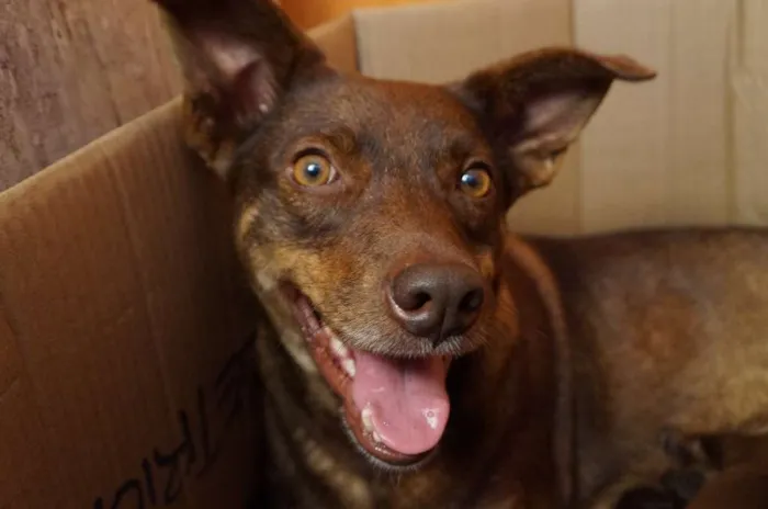 Cachorro ra a SRD idade 3 anos nome Nina