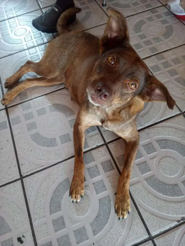 Cachorro ra a SRD idade 3 anos nome Nina