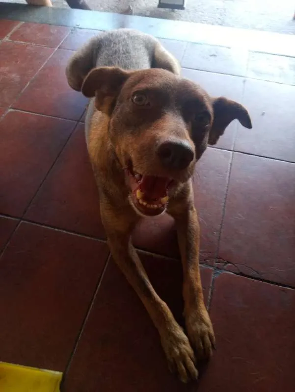 Cachorro ra a SRD idade 3 anos nome Nina